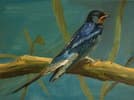 A bank swallow (oils on canvas, 40cm x 30cm)