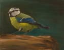 A eurasian blue tit (oils on canvas, 30cm x 24cm)