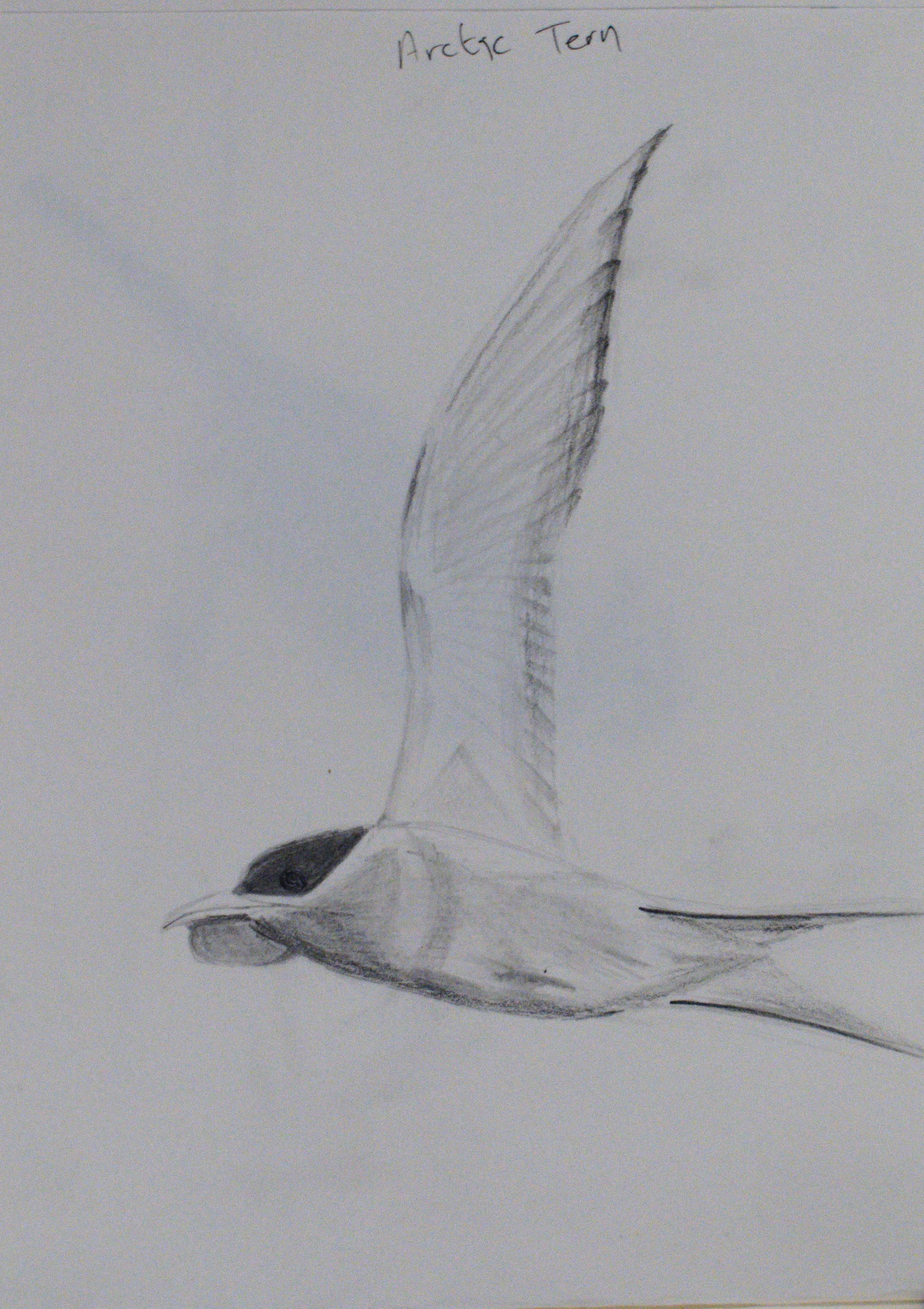 An arctic tern in flight (pencil on paper, A5)