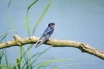 A bank swallow resting on a branch at Wedeler Marsch near Hamburg