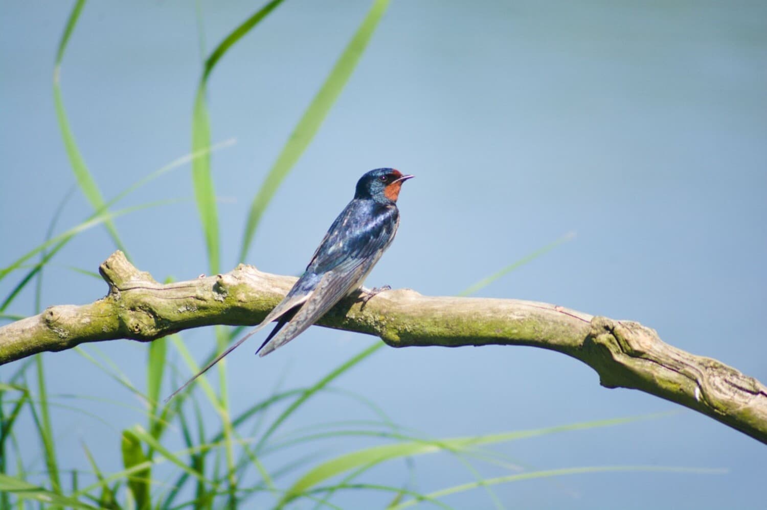 A bank swallow resting on a branch at Wedeler Marsch near Hamburg