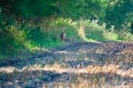 A deer seen in a field near Meeschendorf, on Fehmarn