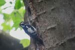 A great spotted woodpecker at its nest