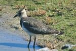 A Northern Lapwing seen at NABU Wallnau on Fehmarn