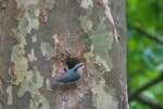 A eurasian nuthatch seen near its nest