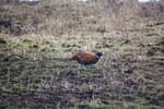 A ring-necked pheasant, spotted on Fehmarn