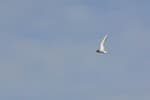 An arctic tern soaring in a clear blue sky
