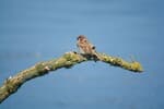 A tree sparrow seen at Wedeler Marsch near Hamburg