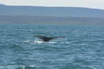 A hupmback whale in the waters of Iceland